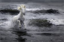 Organisation de sorties photographiques autour de chevaux de Camargue en liberté sur une plage privée suivi d'une course de taureaux de Camargue, dans un plan d'eau, poursuivis par des gardians