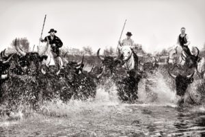 Organisation de sorties photographiques autour de chevaux de Camargue en liberté sur une plage privée suivi d'une course de taureaux de Camargue, dans un plan d'eau, poursuivis par des gardians